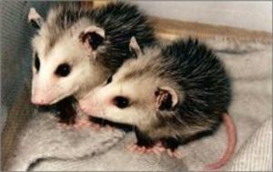 Cover of A Quick and Easy Guide on How to Get Rid of Opossums