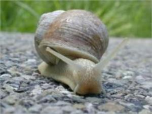 Cover of the book A Quick and Easy Guide on How to Get Rid of Snails by Seldom Scene Photography