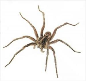Cover of the book A Quick and Easy Guide on How to Get Rid of Wolf Spiders by Gloria Van Patten