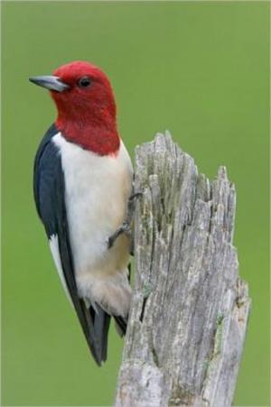 bigCover of the book A Quick and Easy Guide on How to Get Rid of Woodpeckers by 