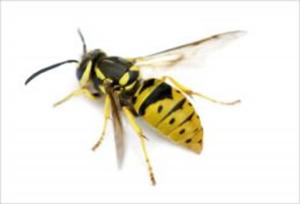 bigCover of the book A Quick and Easy Guide on How to Get Rid of Yellow Jackets by 