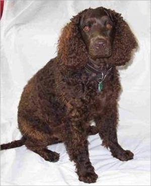 bigCover of the book American Water Spaniels for Beginners by 