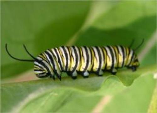 Cover of the book A Crash Course on How To Get Rid of Caterpillars by Winston Thomas, Axel Publishing
