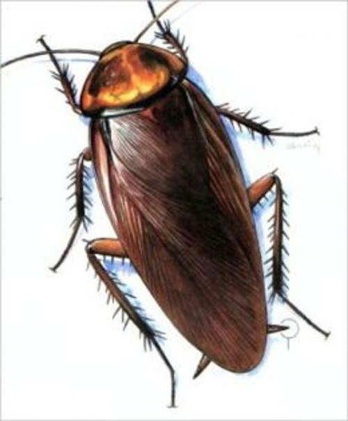 Cover of the book A Crash Course on How to Get Rid of Cockroaches by Ed Padilla, Axel Publishing