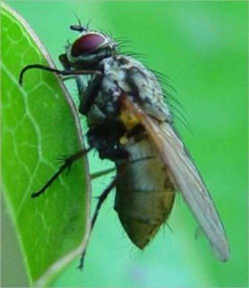 Cover of the book A Crash Course on How to Get Rid of House Flies by Jaime Gonzalez, Axel Publishing
