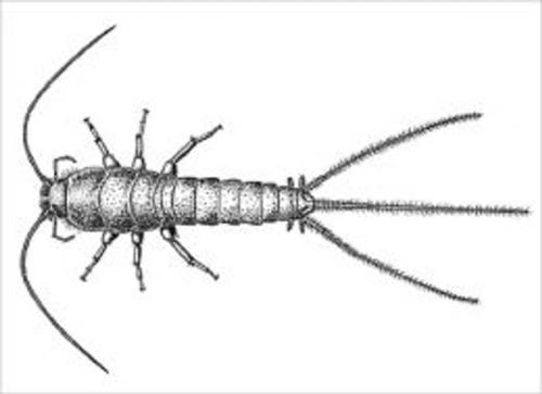 Cover of the book A Crash Course on How to Get Rid of Silverfish by Clyde Fletcher, Axel Publishing