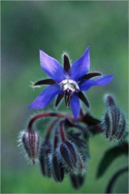 Cover of the book A Crash Course on How to Grow Borage by Wendy Miles, Axel Publishing