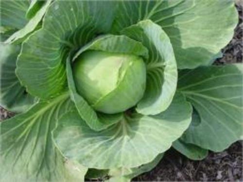 Cover of the book A Crash Course on How to Grow Cabbage by Wendy Miles, Axel Publishing