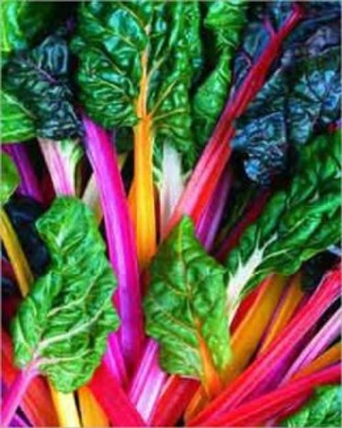 Cover of the book A Crash Course on How to Grow Swiss Chard by Marion Collier, Axel Publishing