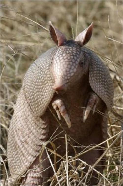 Cover of the book A Quick and Easy Guide on How to Get Rid of Armadillos by Jared Cain, Axel Publishing