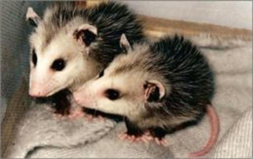 Cover of the book A Quick and Easy Guide on How to Get Rid of Opossums by Darrell Edwards, Axel Publishing