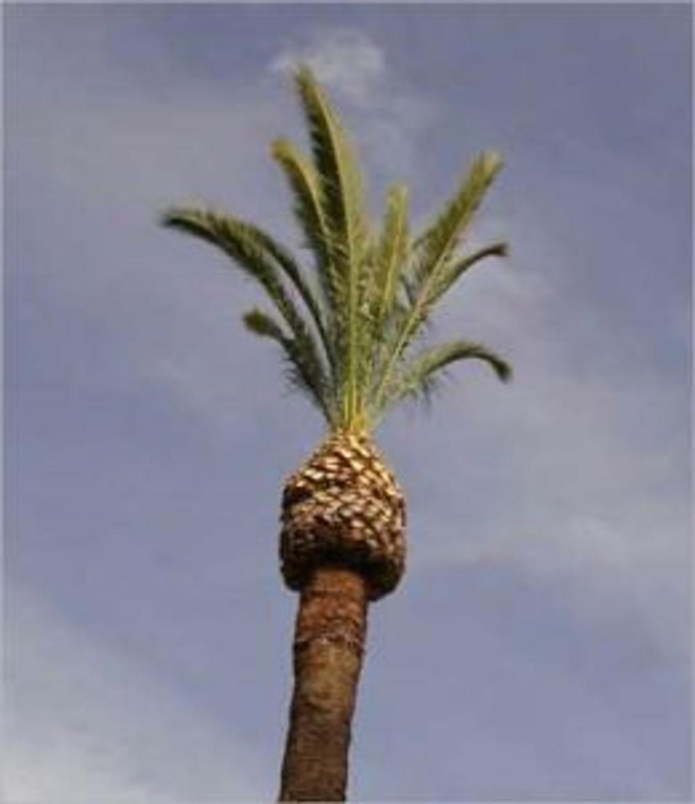 Big bigCover of How to Trim a Palm Tree
