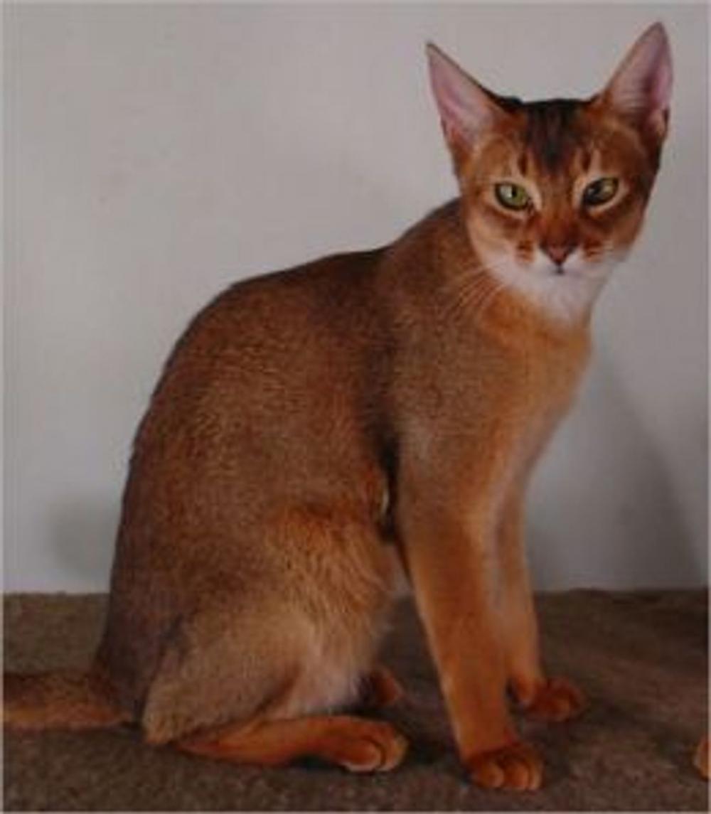 Big bigCover of Abyssinian Cats for Beginners