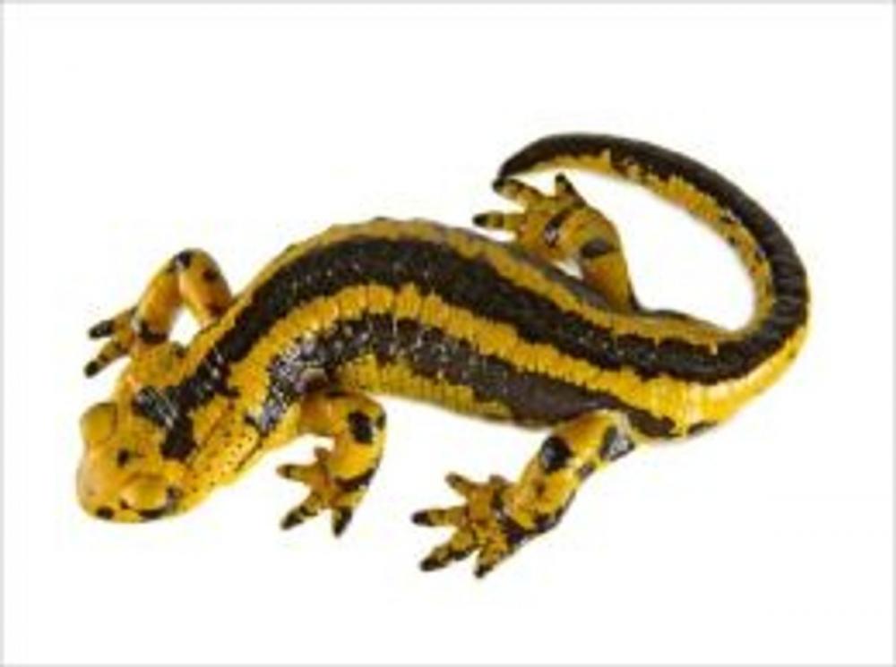 Big bigCover of Salamander Care for Beginners