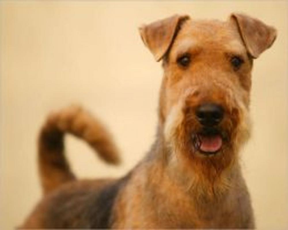 Big bigCover of Airedale Terriers for Beginners