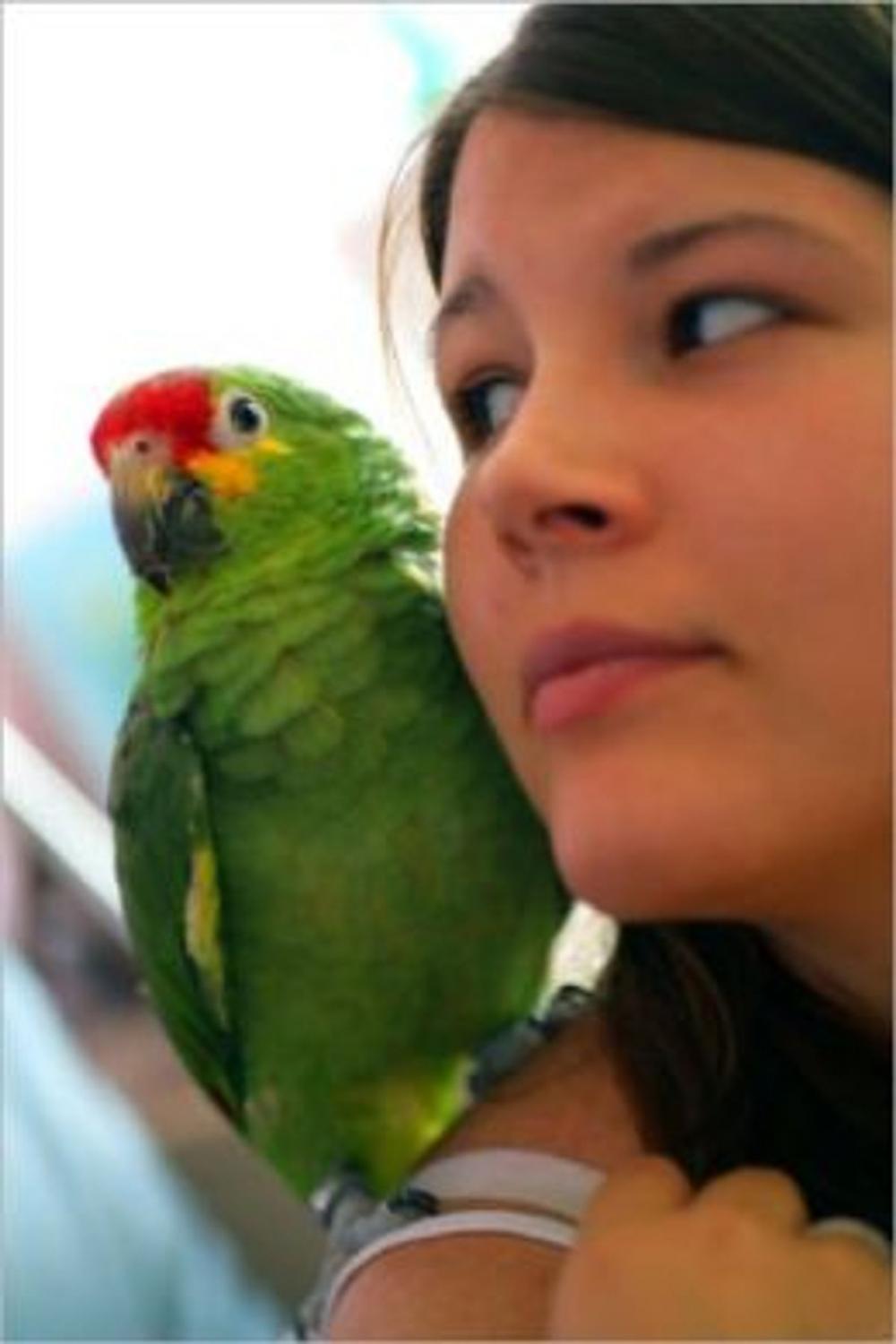 Big bigCover of A Beginners Guide To Caring For a Pet Parrot: Everything You Need To Know About Parrots and How To Care For Them