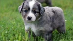 bigCover of the book Miniature Australian Shepherds for Beginners by 