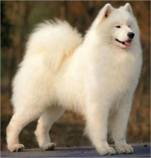 Cover of the book Samoyeds for Beginners by Illiana Maloon