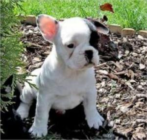 bigCover of the book The Essential Guide to Owning and Raising French Bulldogs by 