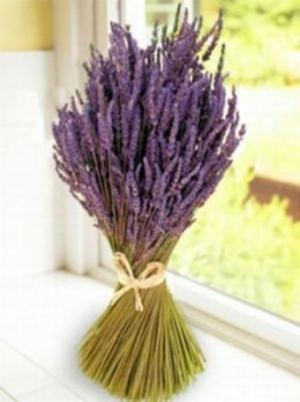 Cover of the book A Crash Course on How to Grow Lavender by Leah Wade