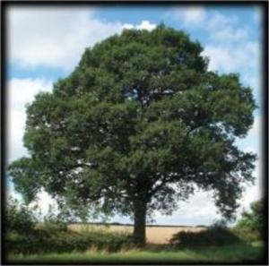 Book cover of How to Grow an Oak Tree