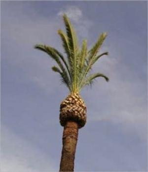 Cover of the book How to Trim a Palm Tree by Walter Garber