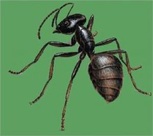 Cover of the book A Crash Course on How to Get Rid of Carpenter Ants by Vitaly Orlov