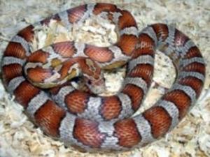 bigCover of the book Corn Snake Care for Beginners by 