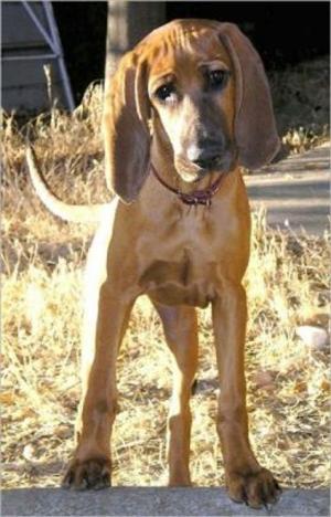 Cover of the book Redbone Coonhounds for Beginners by Tana Brickell