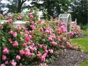 bigCover of the book Rose Gardening Companion: A Starter's Guide To Rose Gardening by 