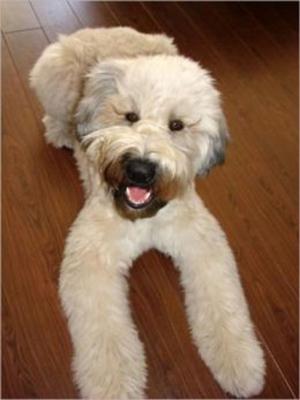 Cover of the book Soft Coated Wheaten Terriers for Beginners by Jeannie Rios