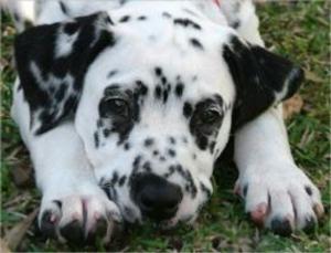 bigCover of the book A Beginners Guide to Dalmatians by 