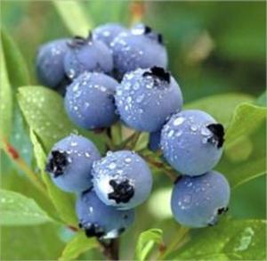 Book cover of A Crash Course on How to Grow Blueberries