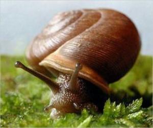 bigCover of the book Snail Care for Beginners by 