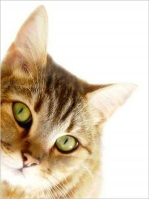 Cover of the book Cat Training For Beginners by Claire Riley