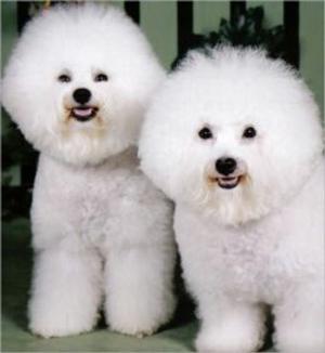 Cover of Bichon Frise for Beginners