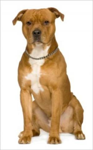 Cover of the book A Beginners Guide to American Staffordshire Terriers by Wendy Miles