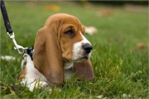 Cover of A Beginners Guide to Basset Hounds