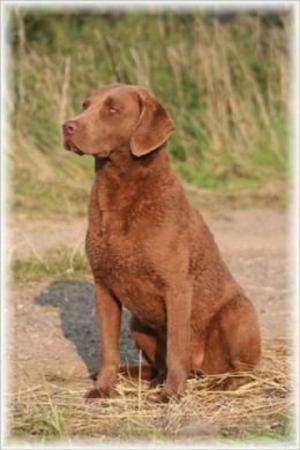 bigCover of the book A Beginners Guide to Chesapeake Bay Retrievers by 