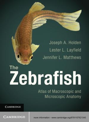 Cover of the book The Zebrafish by Elena Giusti