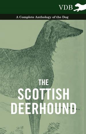 Cover of the book The Scottish Deerhound - A Complete Anthology of the Dog by Tom Skeyhill