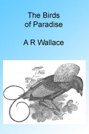 Cover of the book The Birds of Paradise, Illustrated by J. Ross Browne