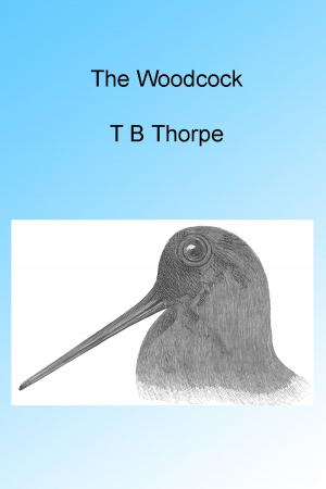 Cover of the book The Woodcock, Illustrated by Donald Kroodsma