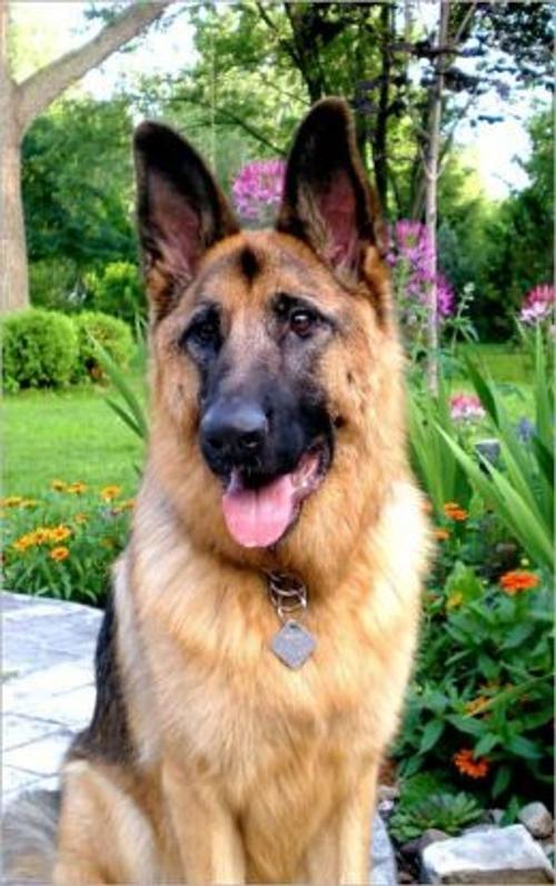 Cover of the book German Shepherds for Beginners by Griffin Keyes, Axel Publishing