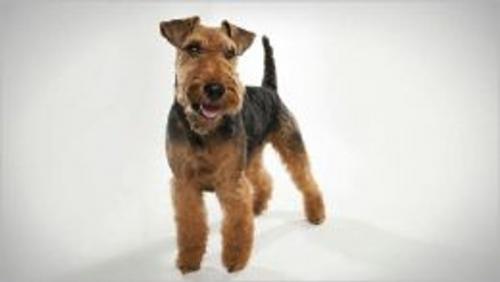 Cover of the book Welsh Terriers for Beginners by Michelle Ashley, Axel Publishing