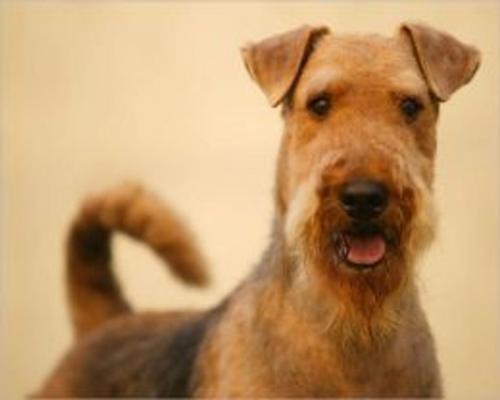 Cover of the book Airedale Terriers for Beginners by Michelle Ashley, Axel Publishing