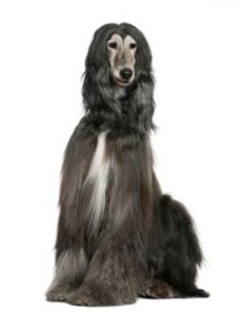 Cover of the book A Beginners Guide to Afghan Hounds by Jack Penn, Axel Publishing
