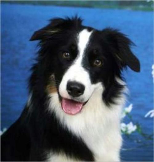 Cover of the book A Beginners Guide to Border Collies by Michael Nantz, Axel Publishing