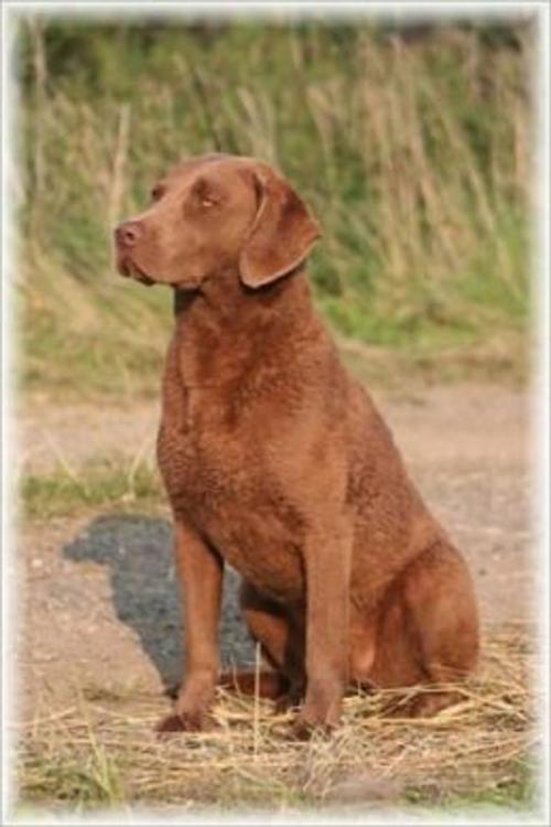 Cover of the book A Beginners Guide to Chesapeake Bay Retrievers by Michael Nantz, Axel Publishing