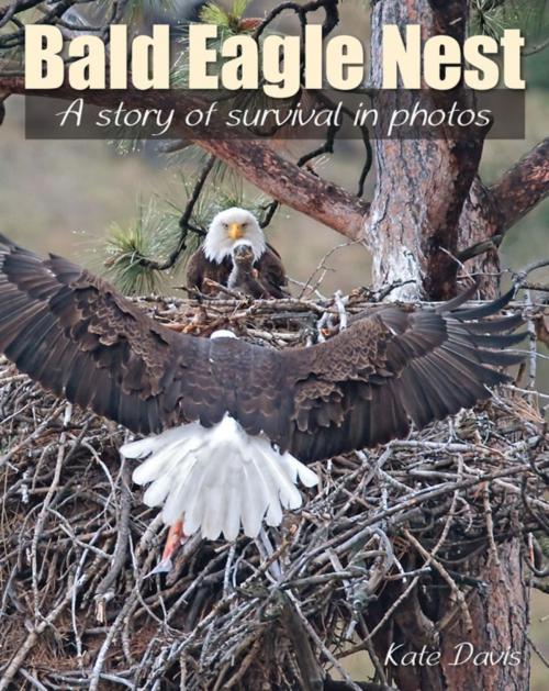Cover of the book Bald Eagle Nest by Kate Davis, Stackpole Books